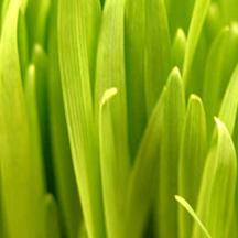 有信誉保障的DDOS攻击平台